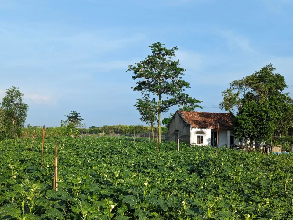 Vườn rau của Trần Thị Ni